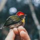 The newly described manakin species, Machaeropterus eckelberryi, found during a 1996 expedition. Photo Courtesy Andy Kratter